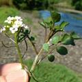 Watercress 